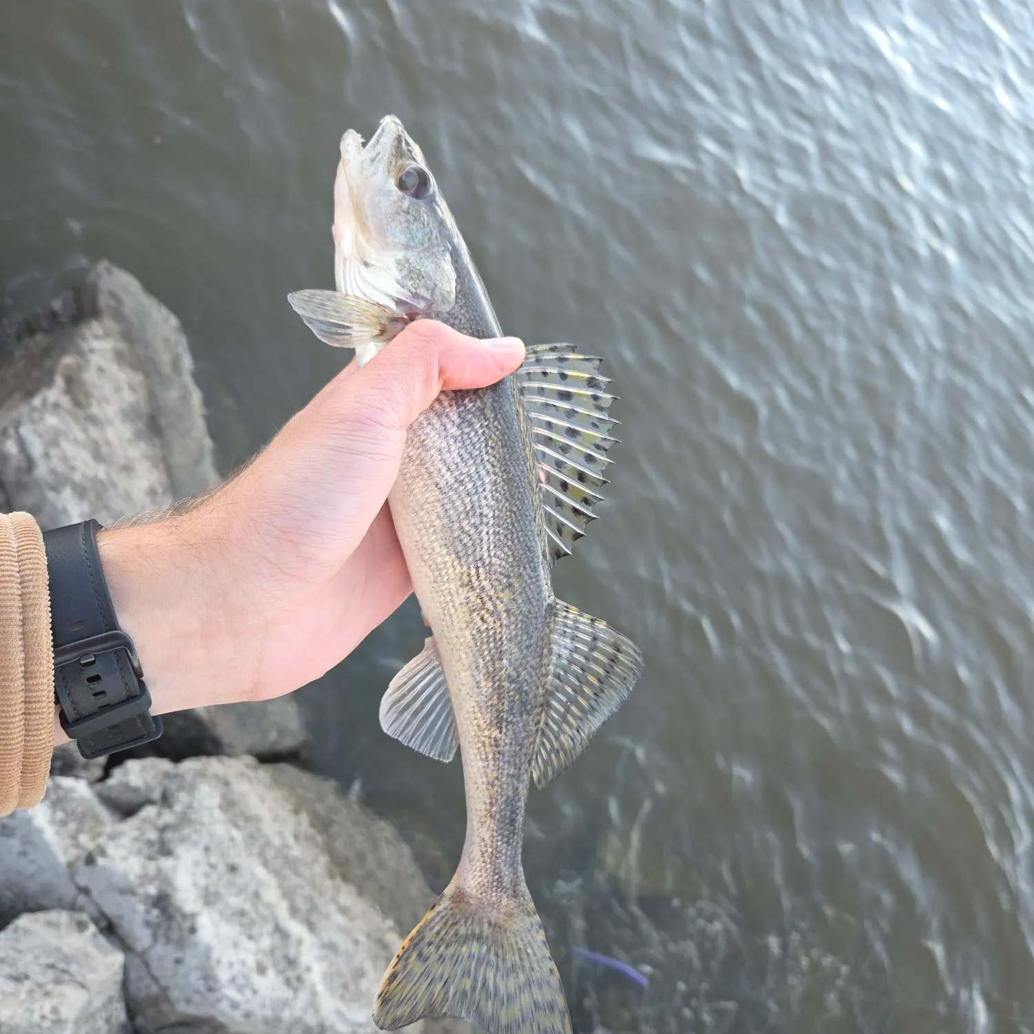 Walleye caught on Fishbrain