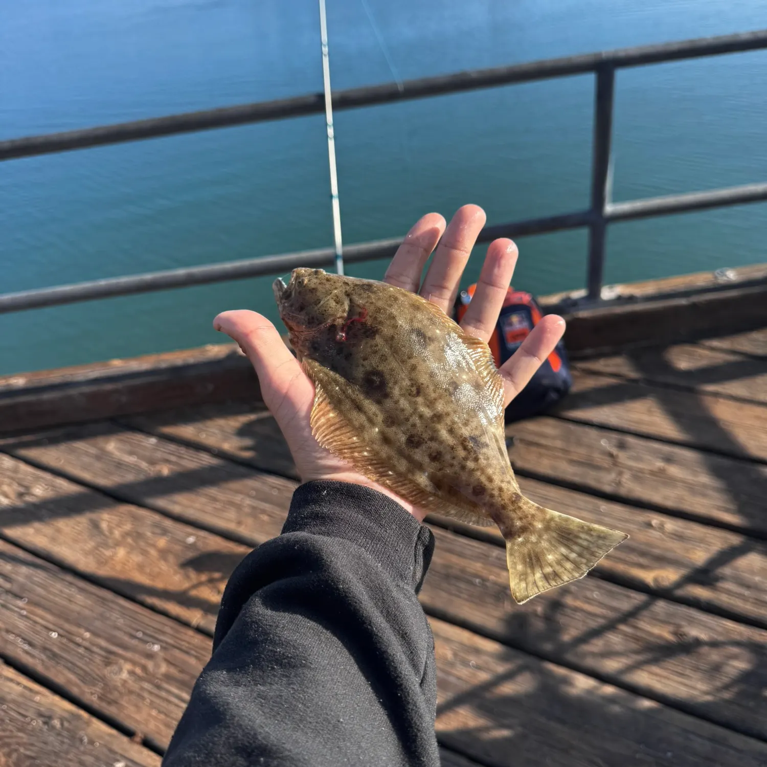 The most recent California halibut catches on Fishbrain