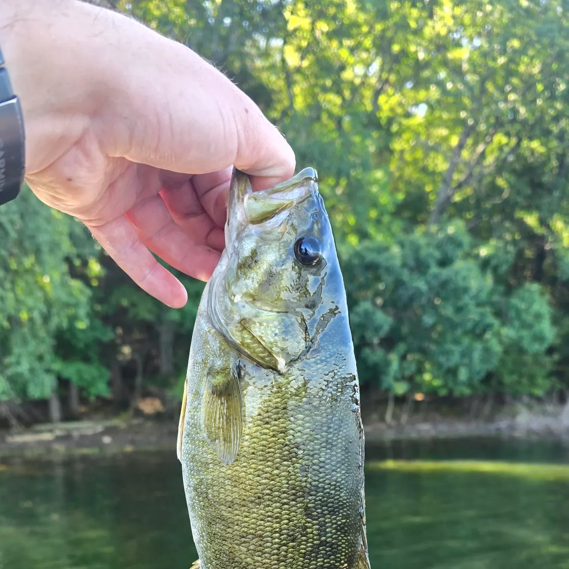Smallmouth bass caught on Fishbrain