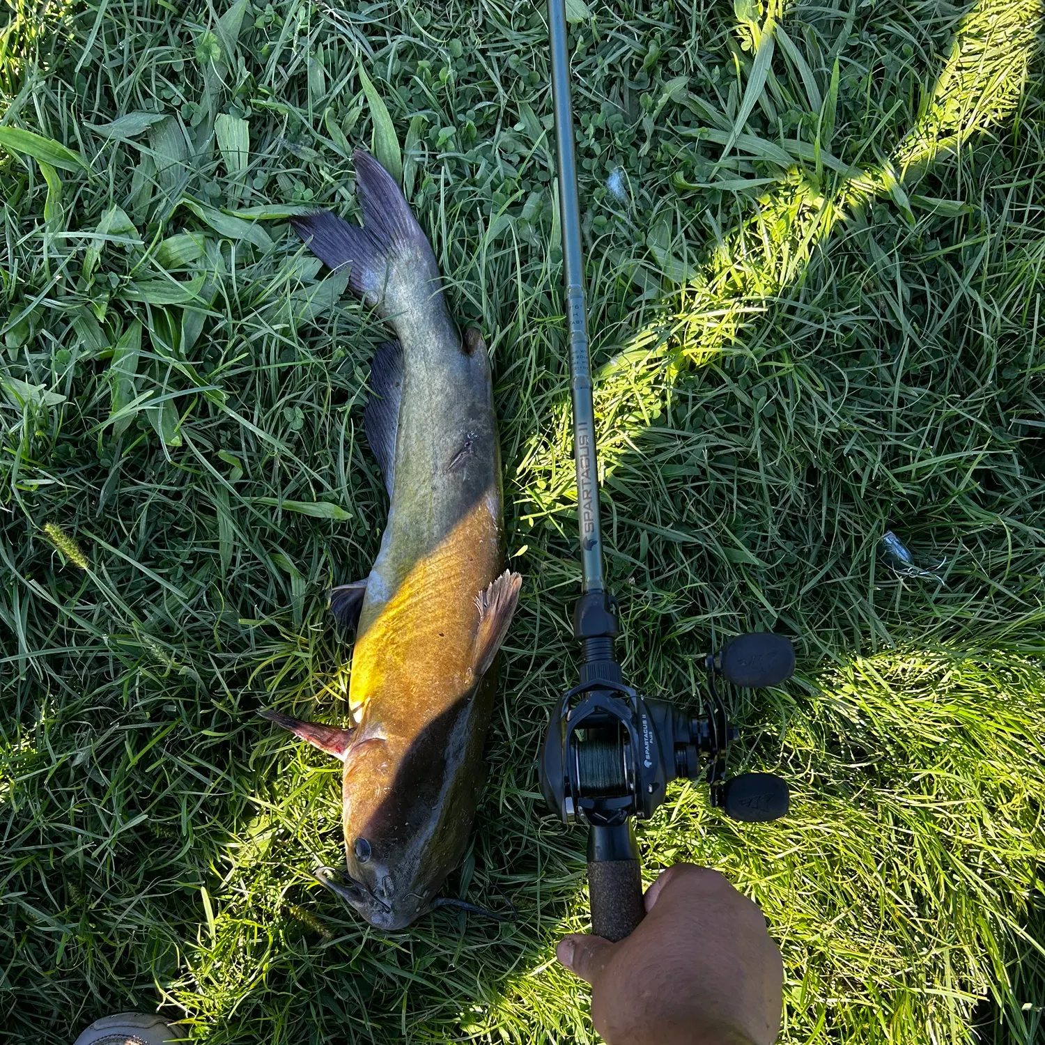 Channel catfish caught on Fishbrain