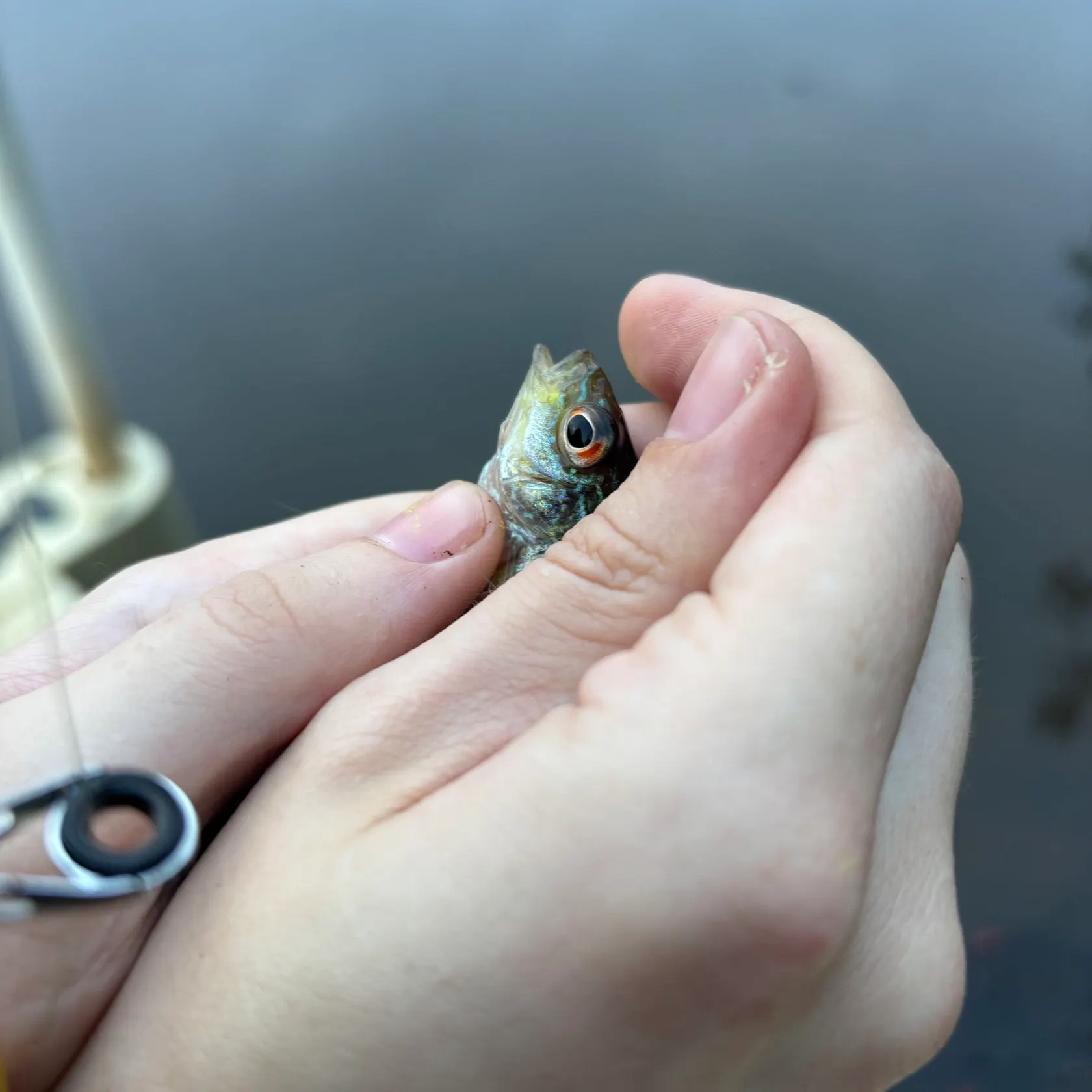 Greengill hybrid caught on Fishbrain