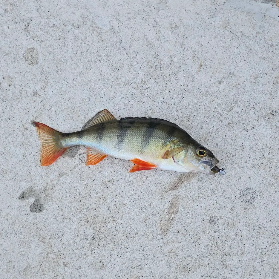 European perch caught on Fishbrain