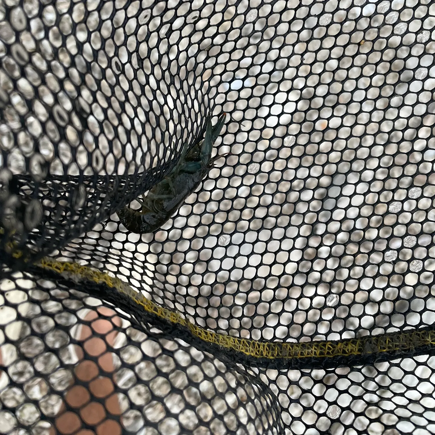 Virile crayfish caught on Fishbrain