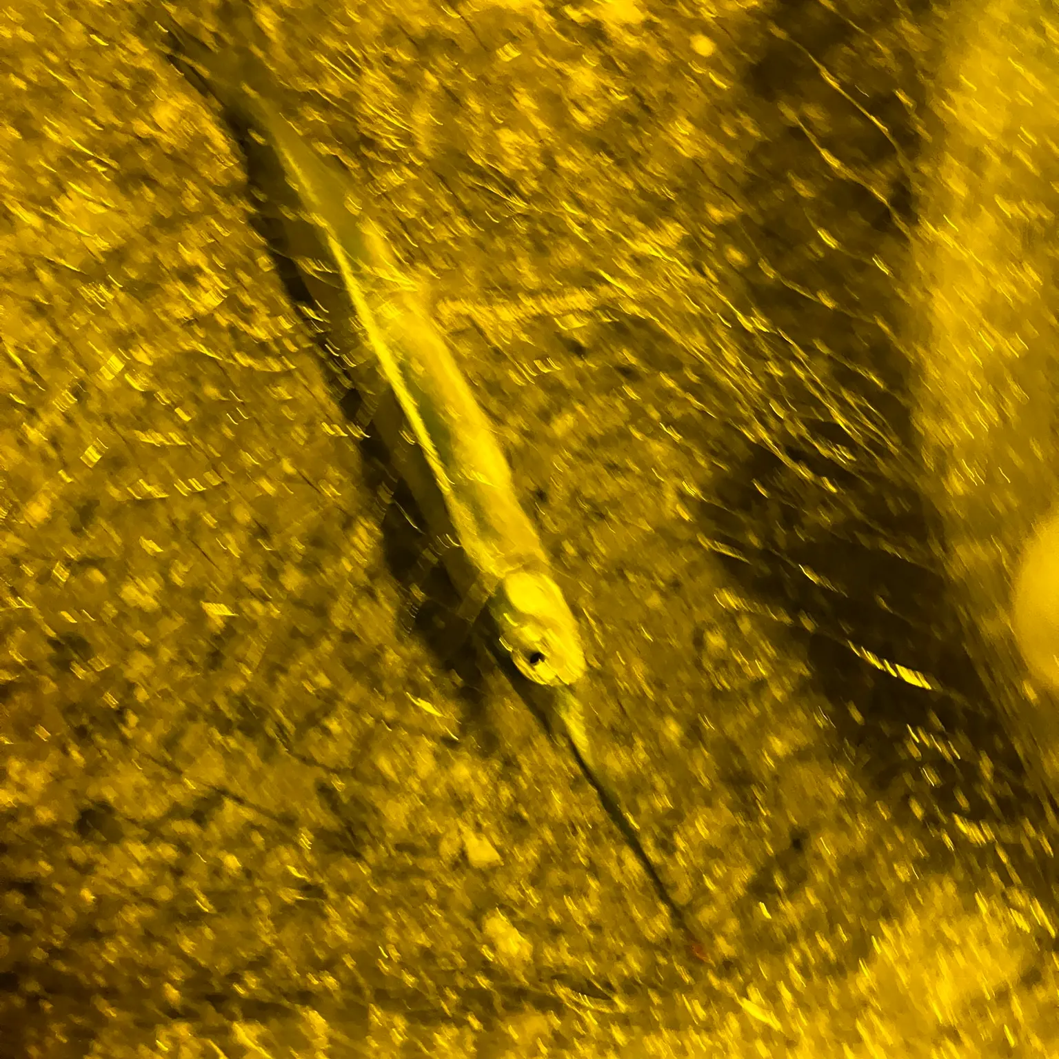 The most recent Ballyhoo halfbeak catches on Fishbrain