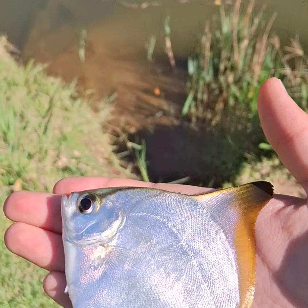 The most recent Silver moony catches on Fishbrain