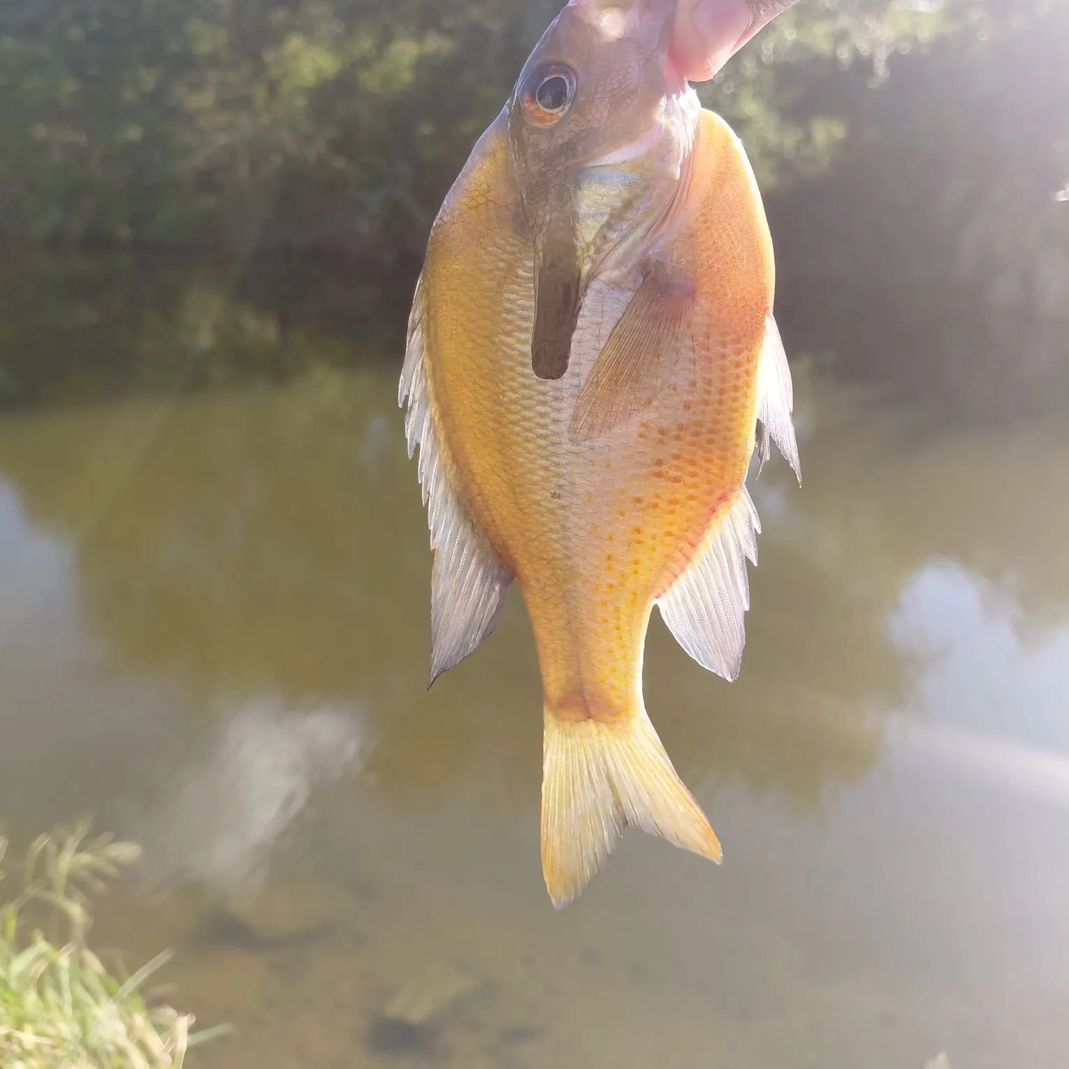 Redbreast sunfish caught on Fishbrain