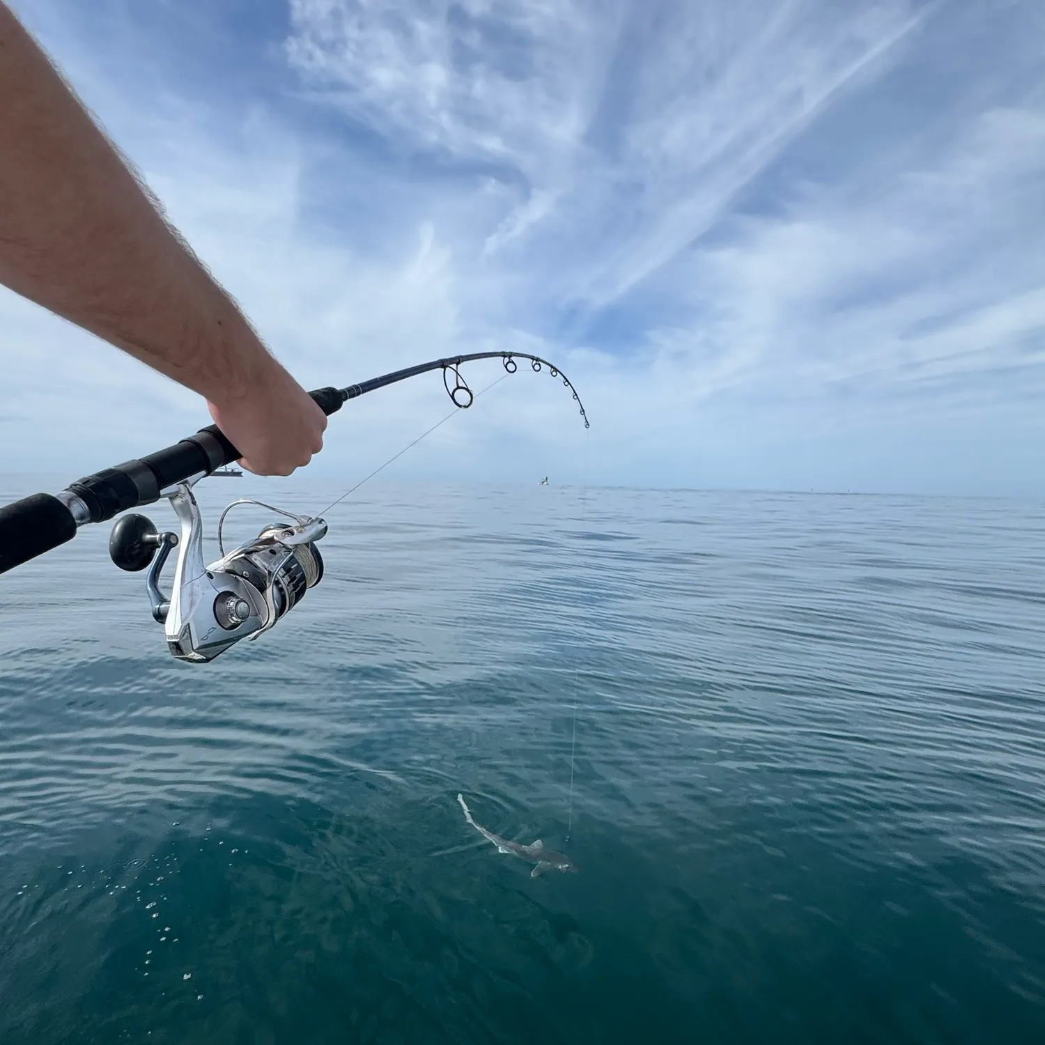 Atlantic sharpnose shark caught on Fishbrain