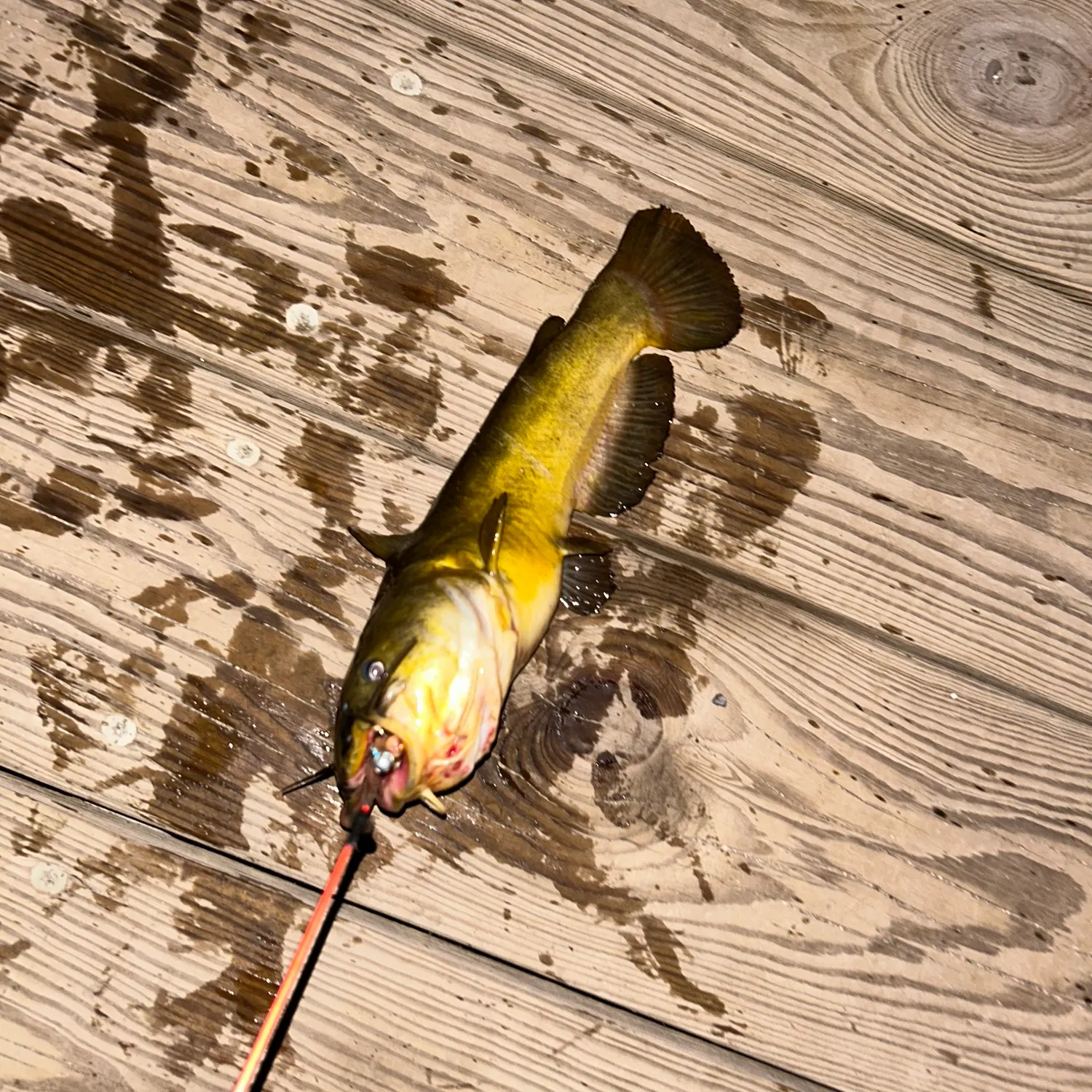 Yellow bullhead caught on Fishbrain