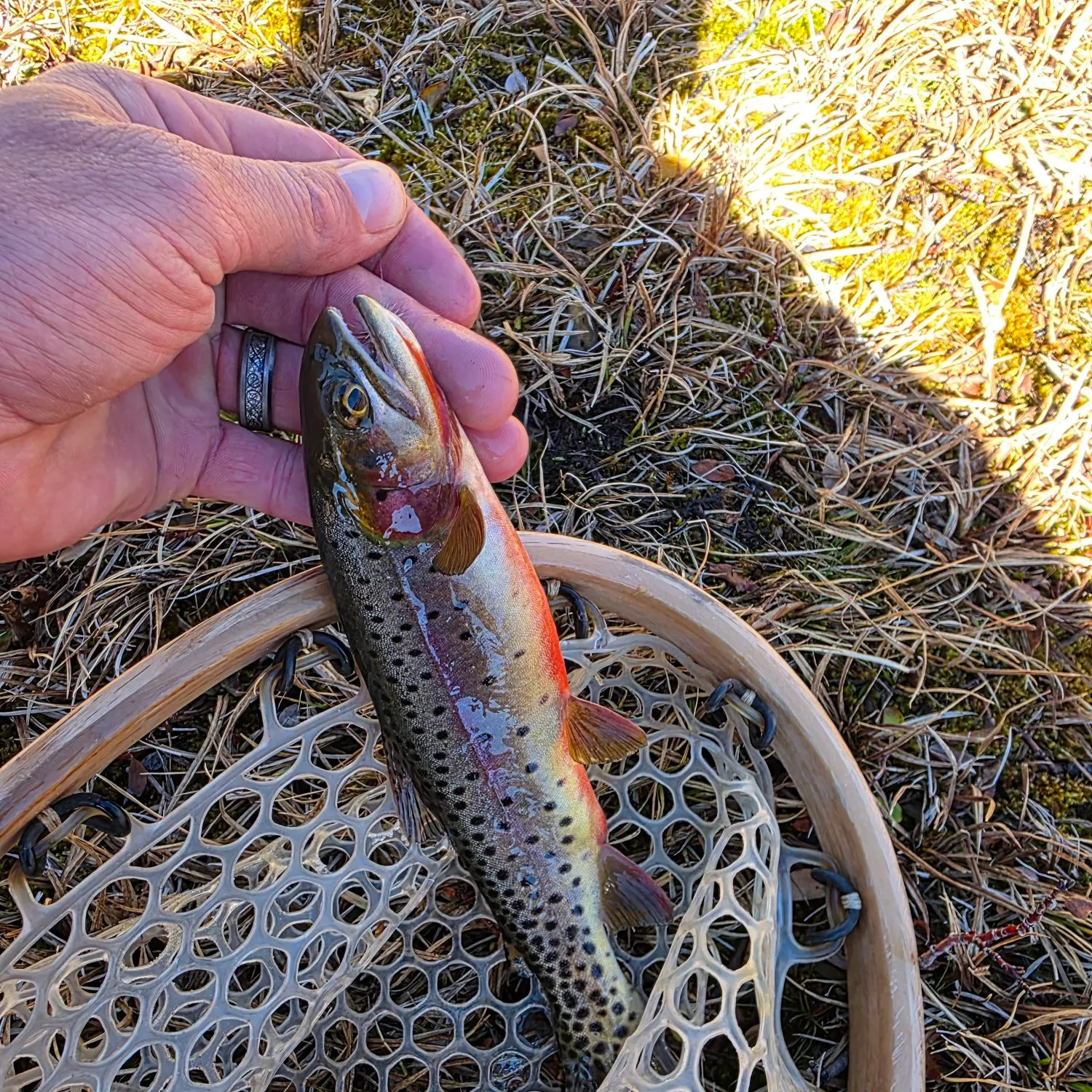 Cutthroat trout caught on Fishbrain