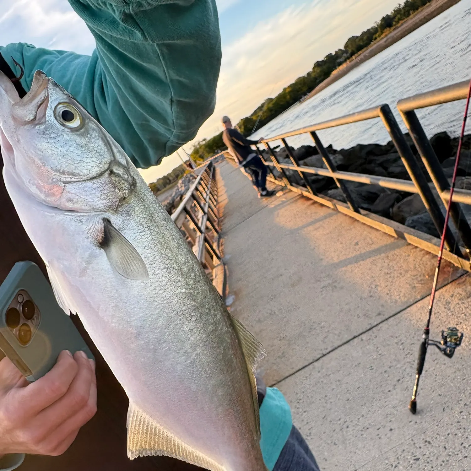 Bluefish caught on Fishbrain
