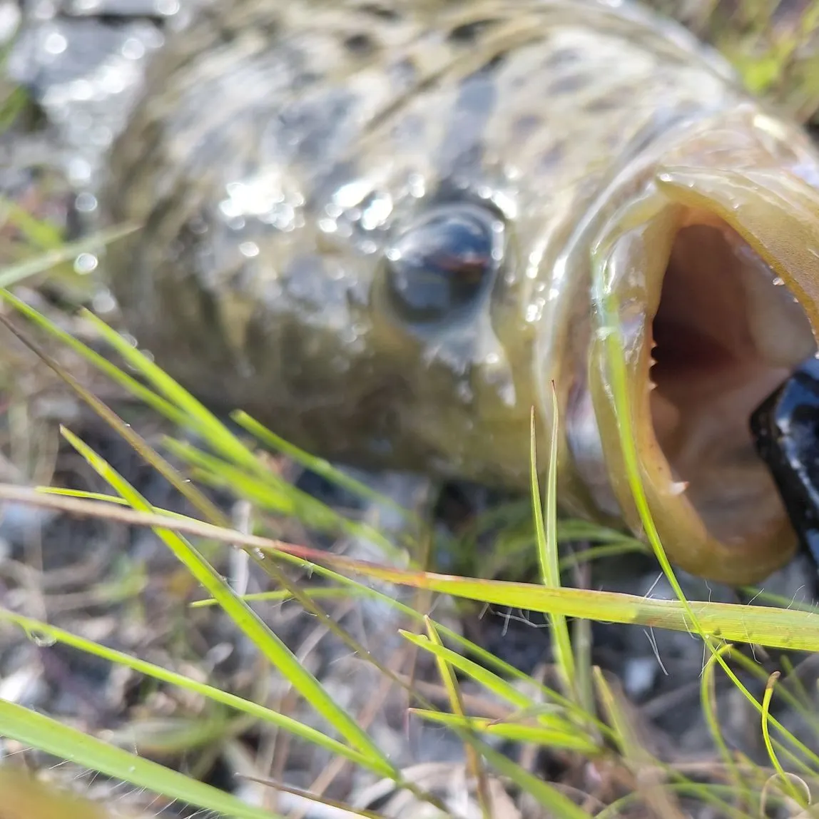 The most recent Jaguar cichlid catches on Fishbrain