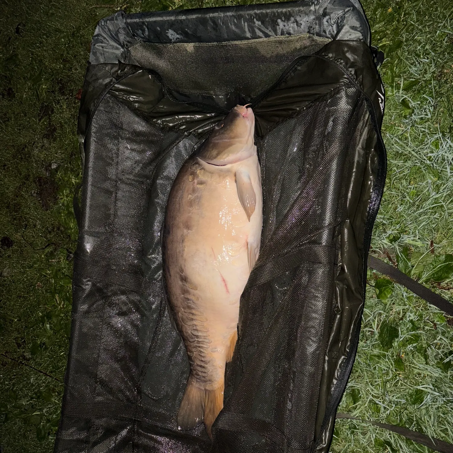 Leather carp caught on Fishbrain
