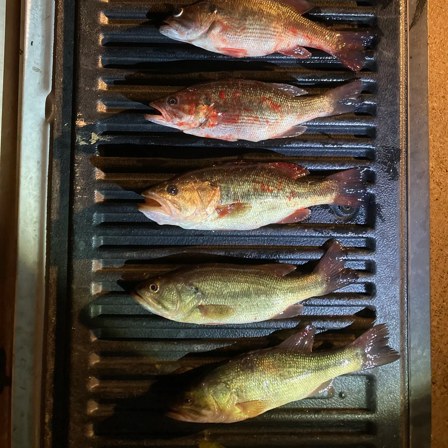 recently logged catches