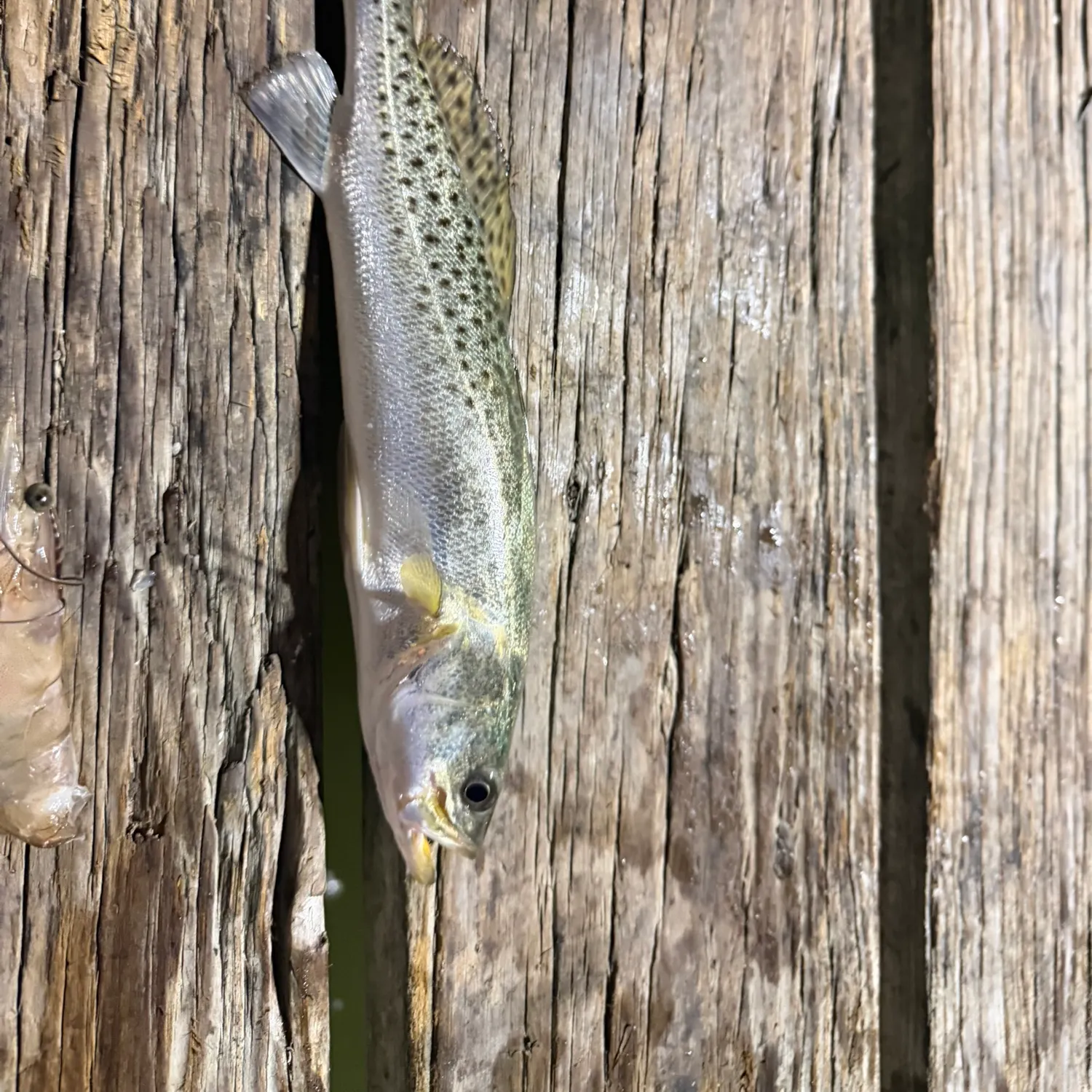 Spotted seatrout caught on Fishbrain