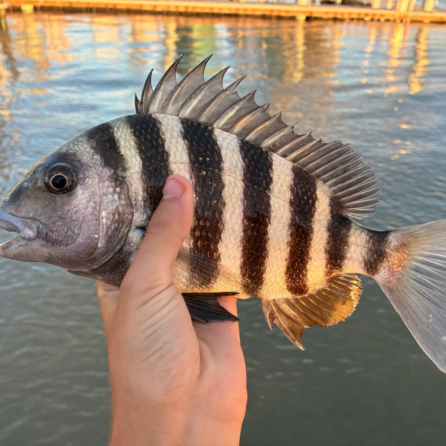 Sheepshead caught on Fishbrain