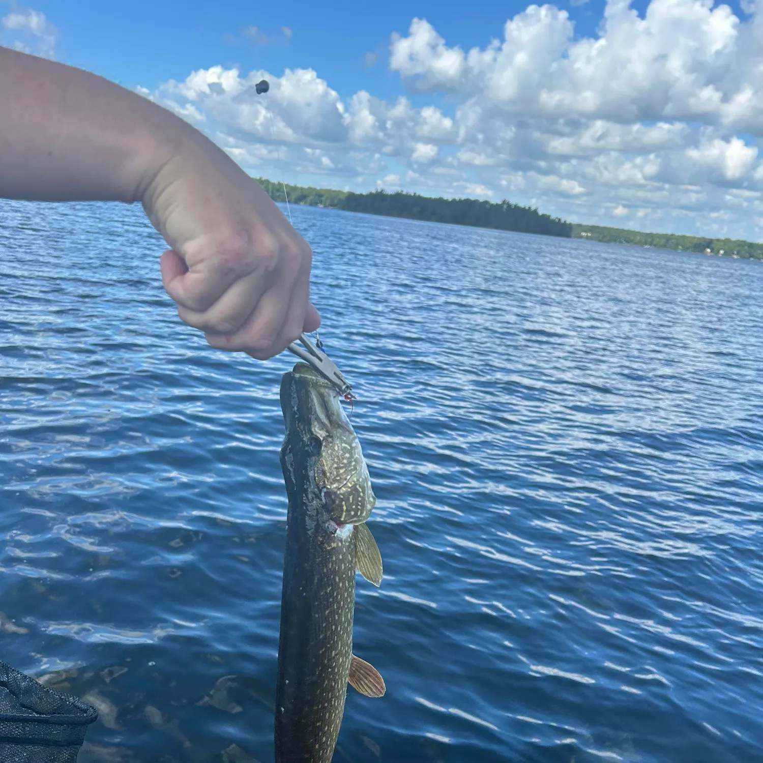 Northern pike caught on Fishbrain