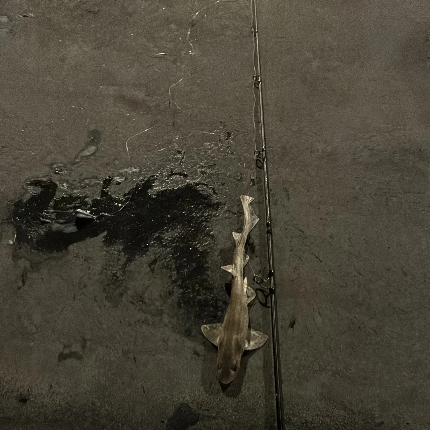 Piked dogfish caught on Fishbrain