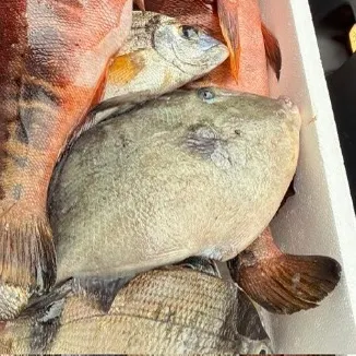 Grey triggerfish caught on Fishbrain