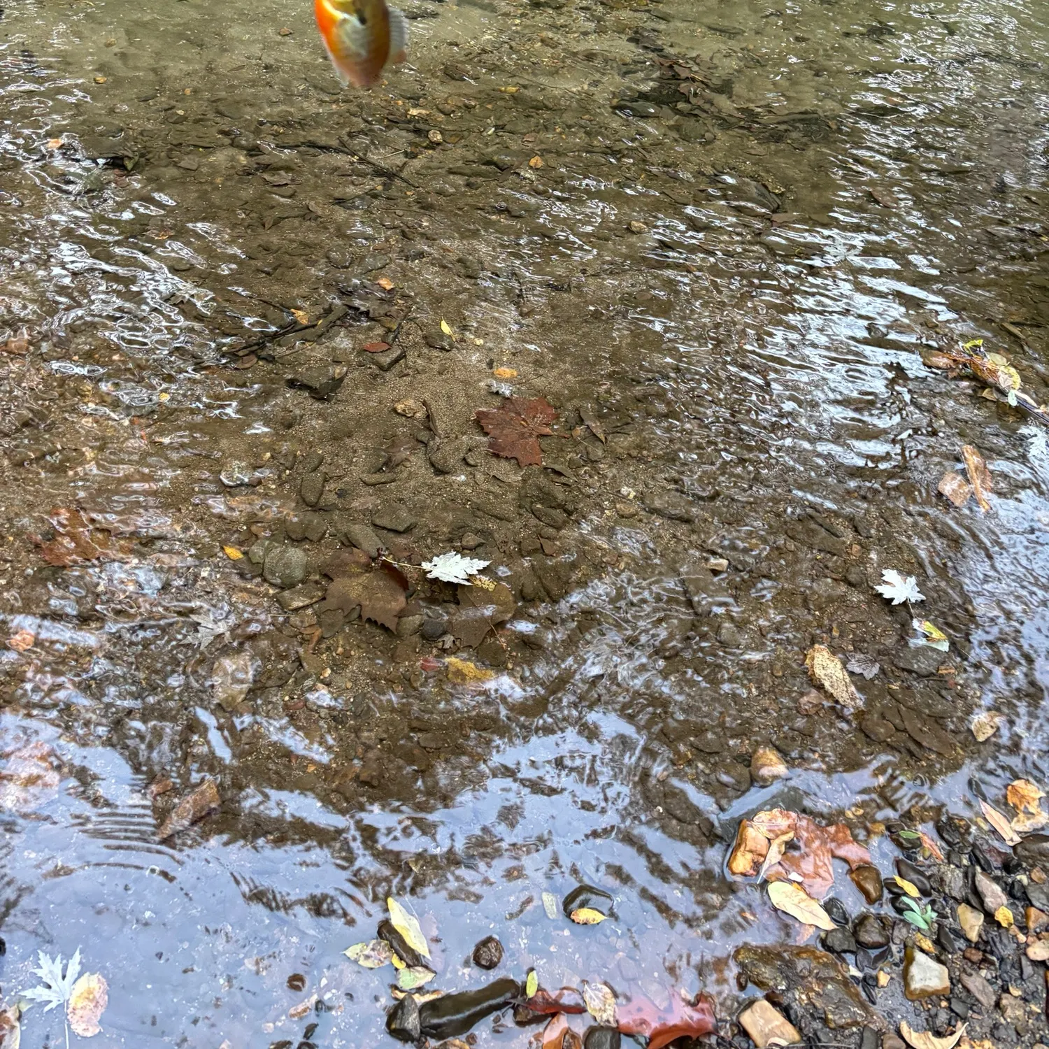 Redbreast sunfish caught on Fishbrain