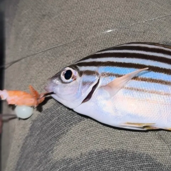 Australian mado caught on Fishbrain
