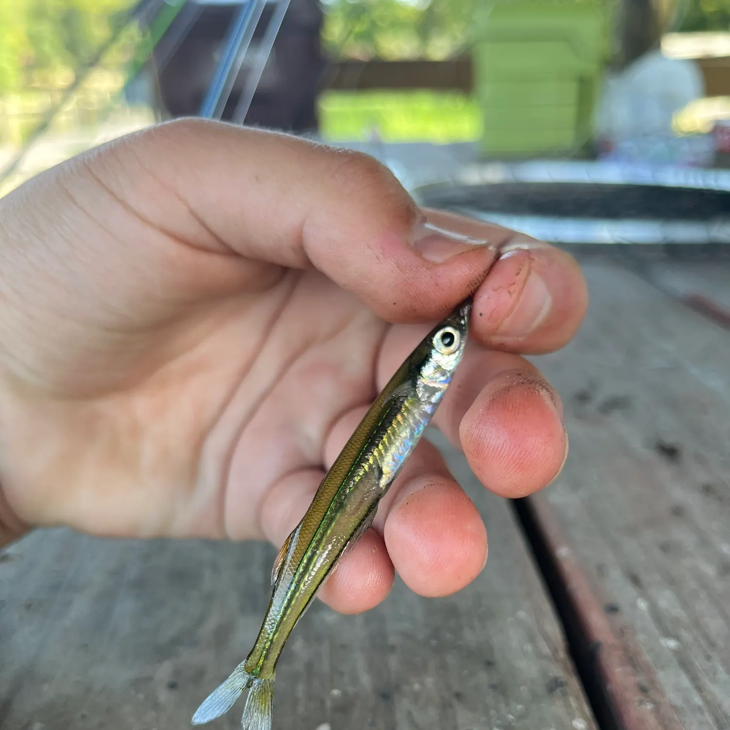 The most recent Golden silverside catches on Fishbrain