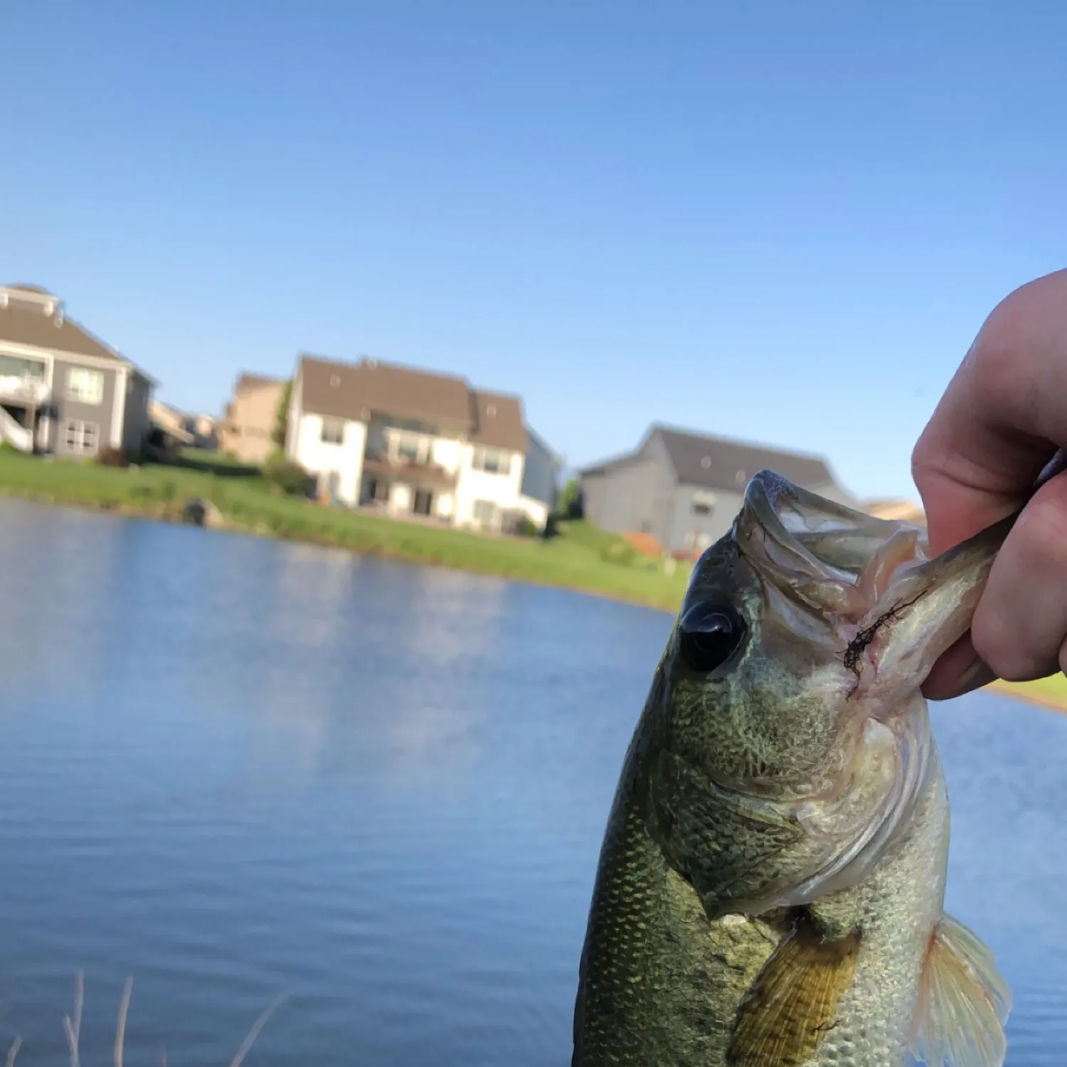 angler catch
