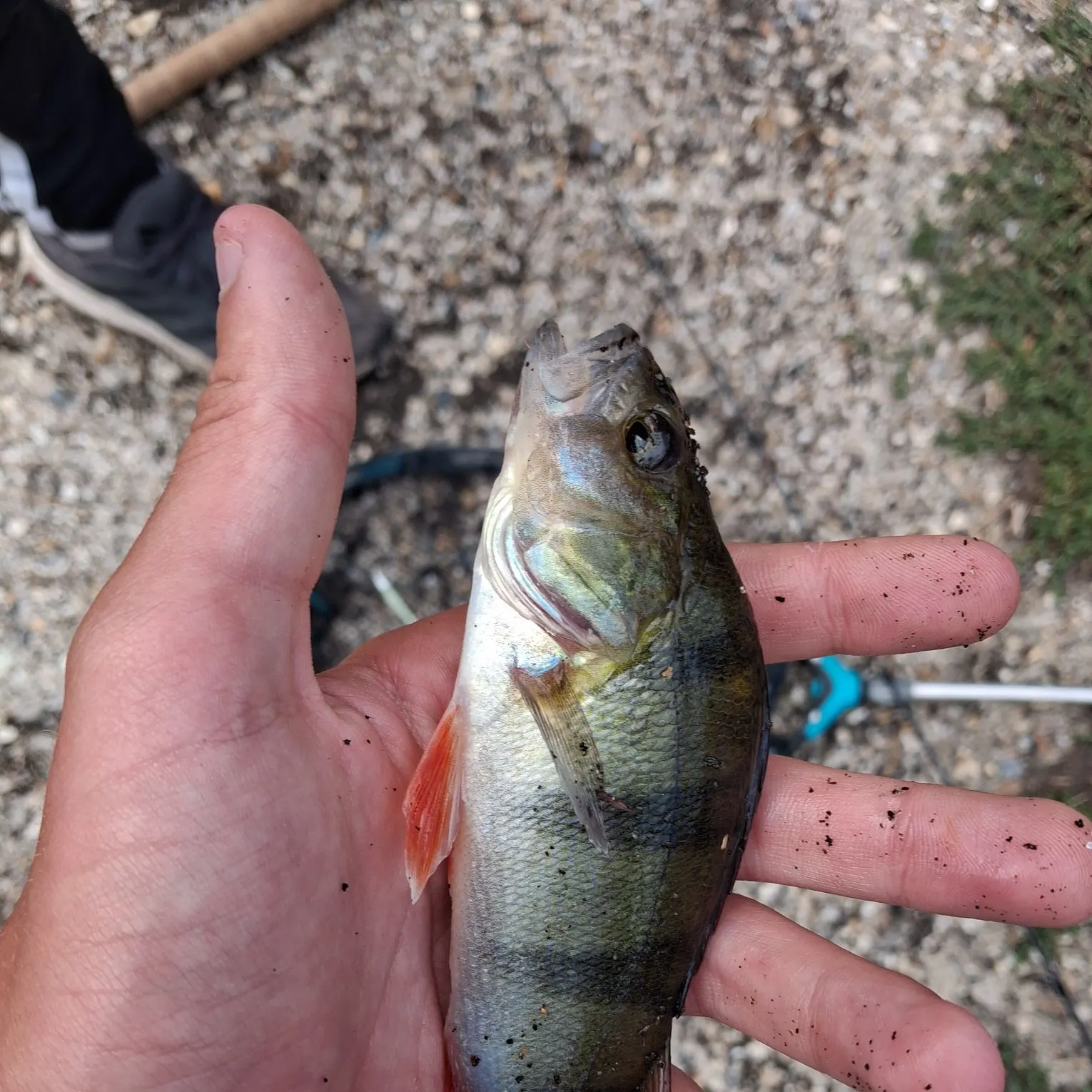 European perch caught on Fishbrain