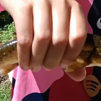 Brown trout caught on Fishbrain