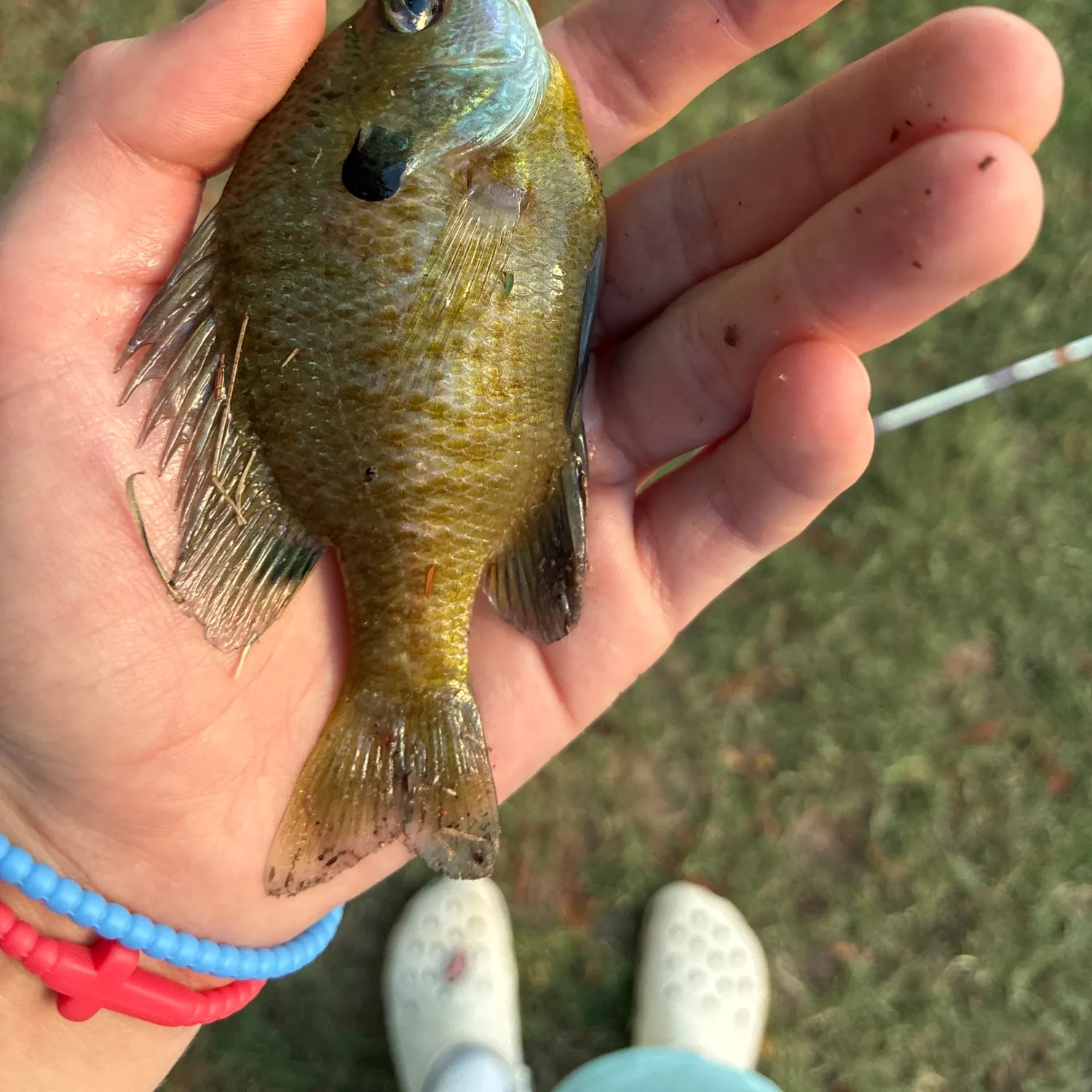 Bluegill caught on Fishbrain