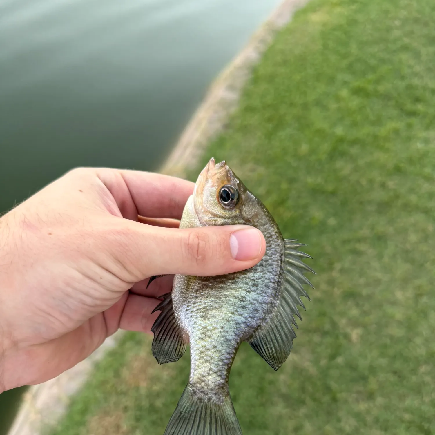 Bluegill caught on Fishbrain
