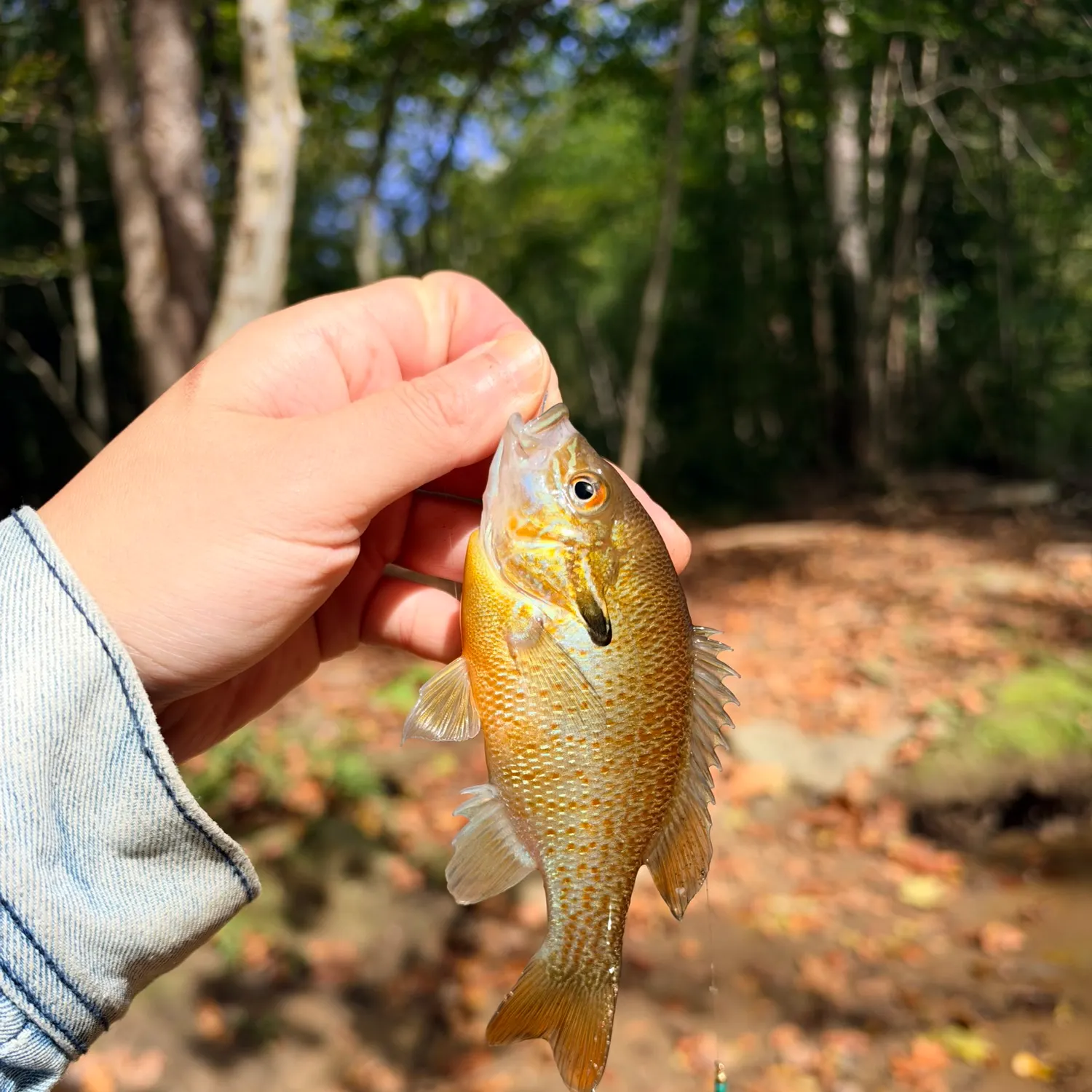 Redbreast sunfish caught on Fishbrain
