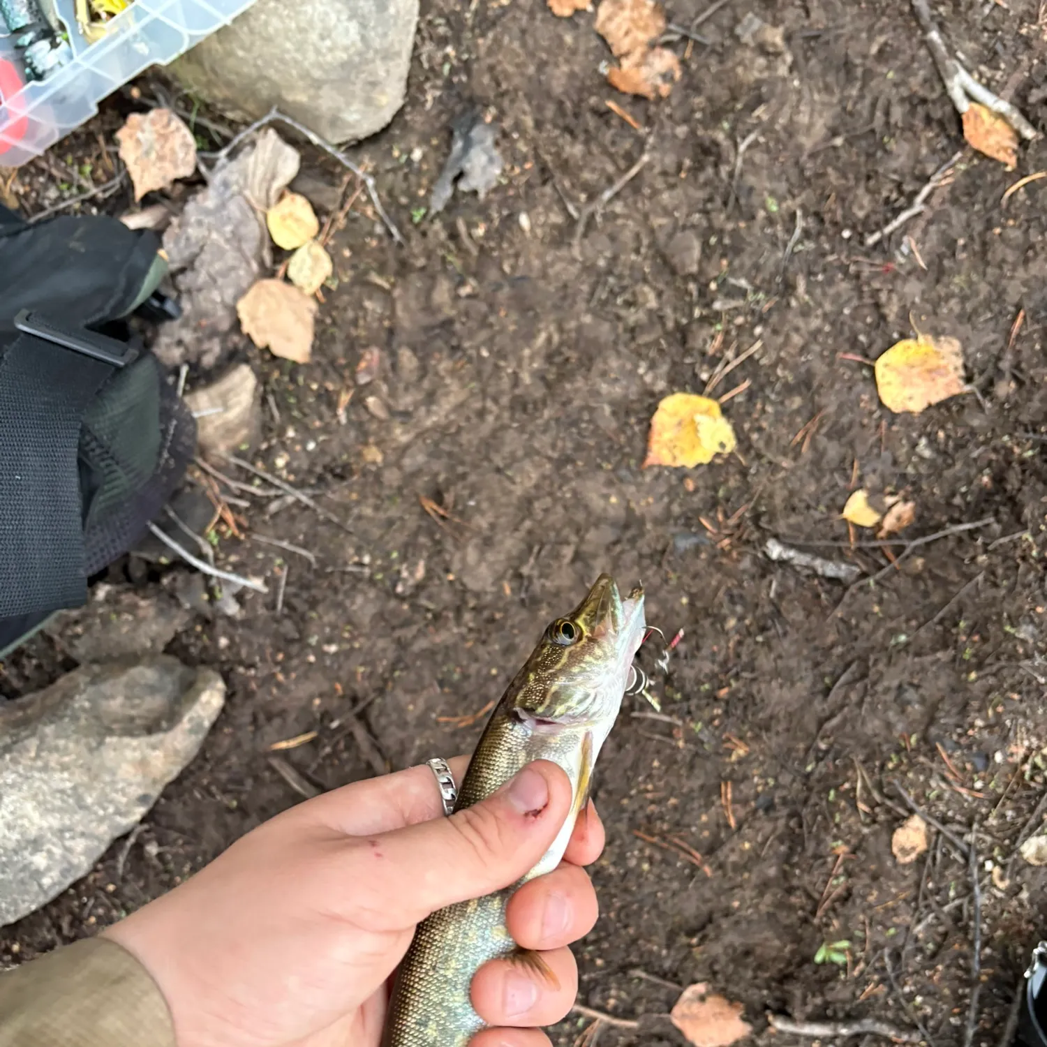 Northern pike caught on Fishbrain