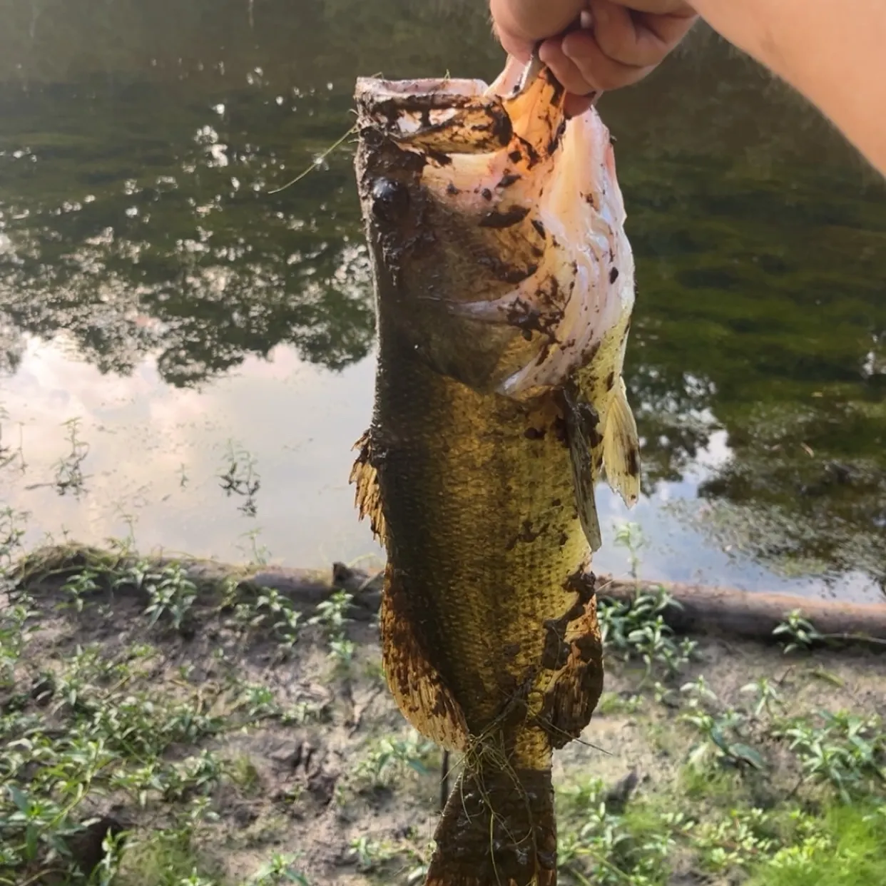 Largemouth bass caught on Fishbrain