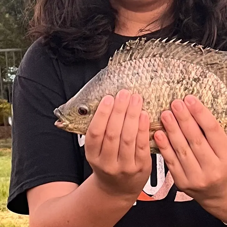 The most recent Nile tilapia catches on Fishbrain