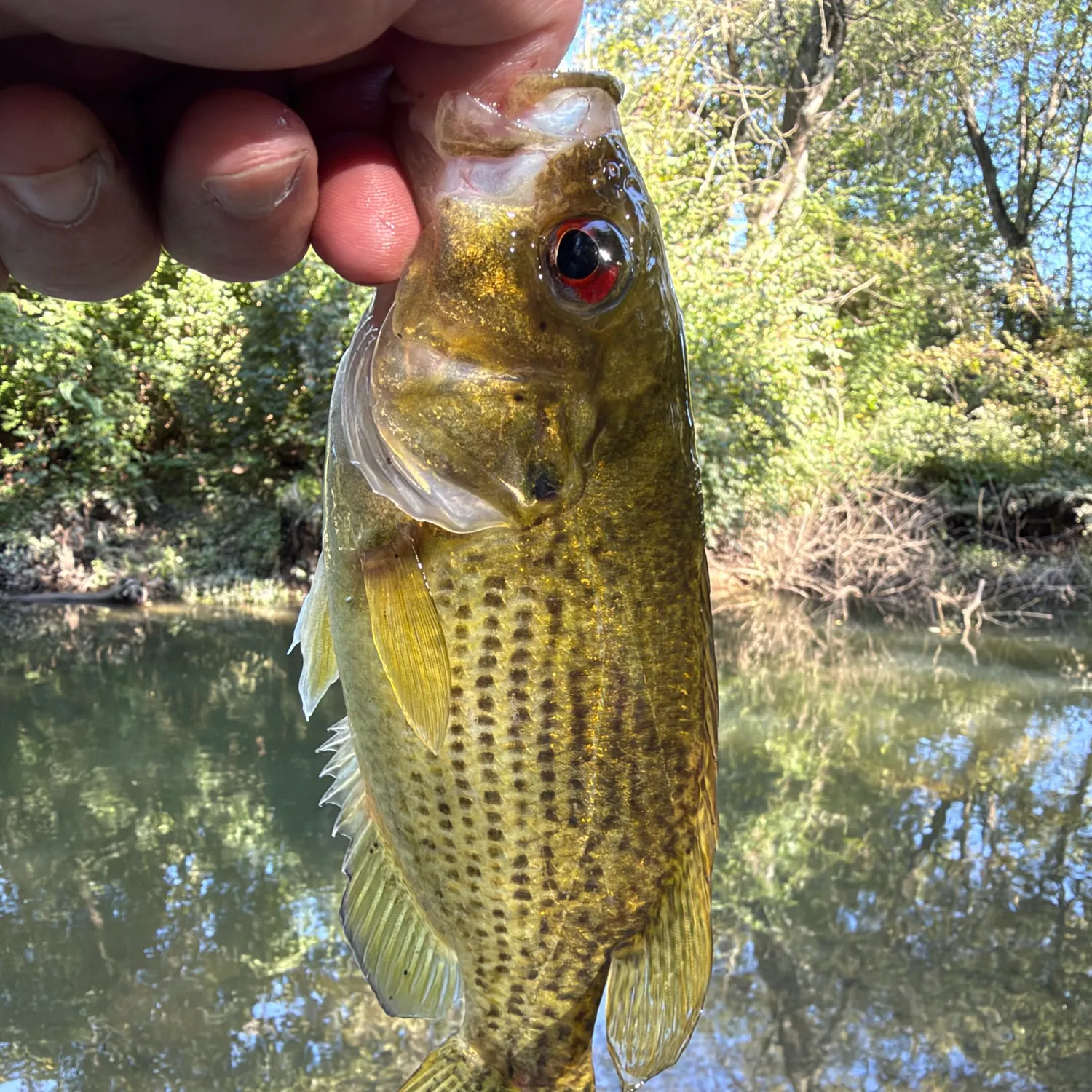 Rock bass caught on Fishbrain