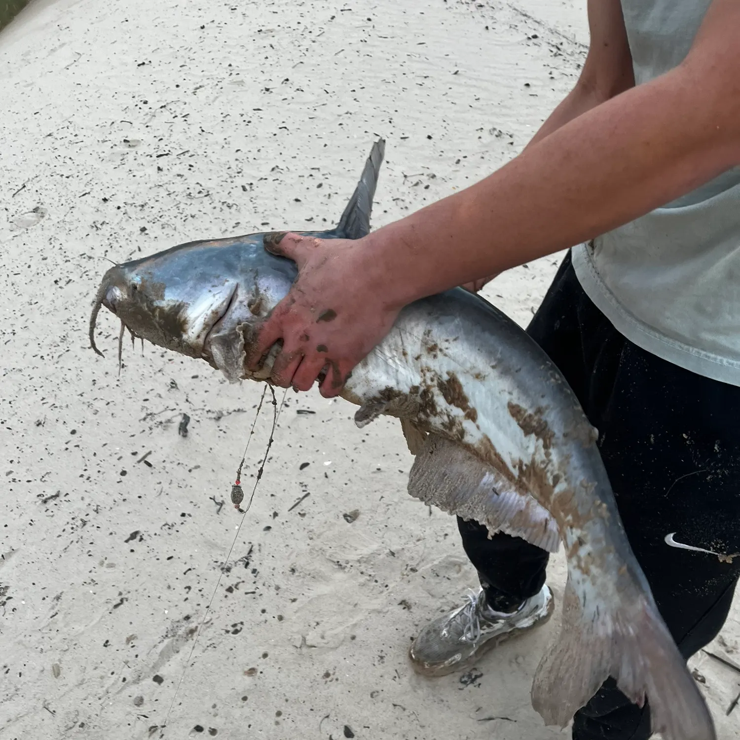 The most recent Blue catfish catches on Fishbrain