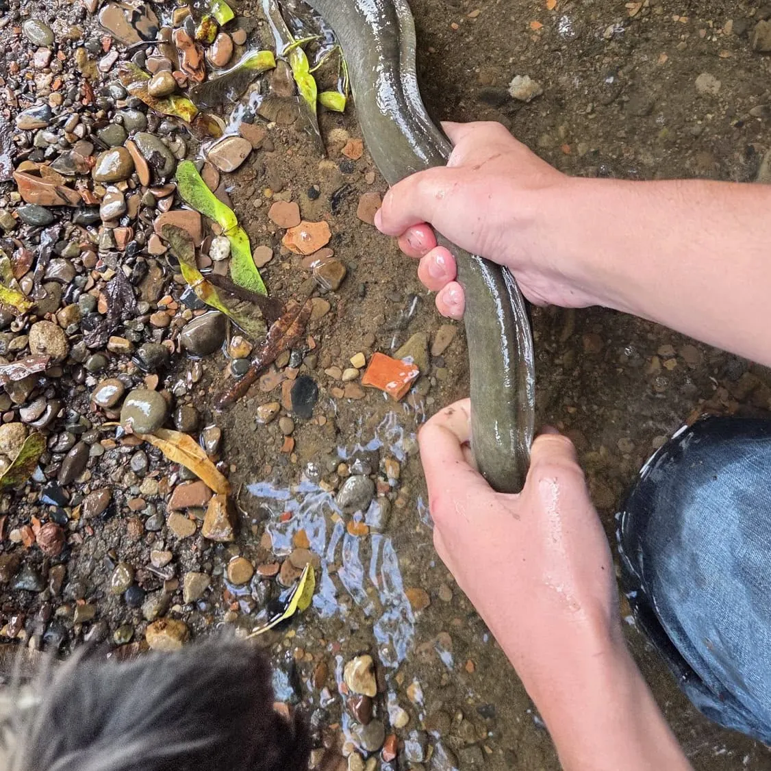 European eel caught on Fishbrain