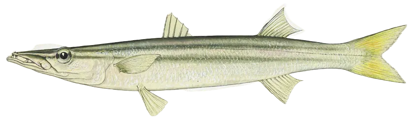 Yellowstripe barracuda