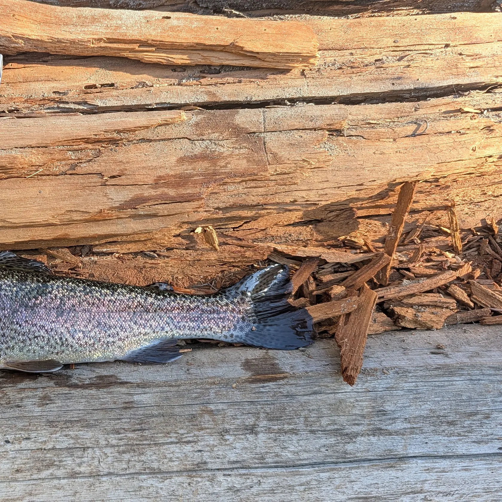 Rainbow trout caught on Fishbrain