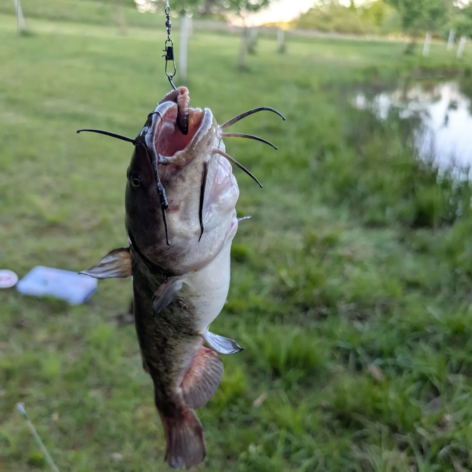 catch