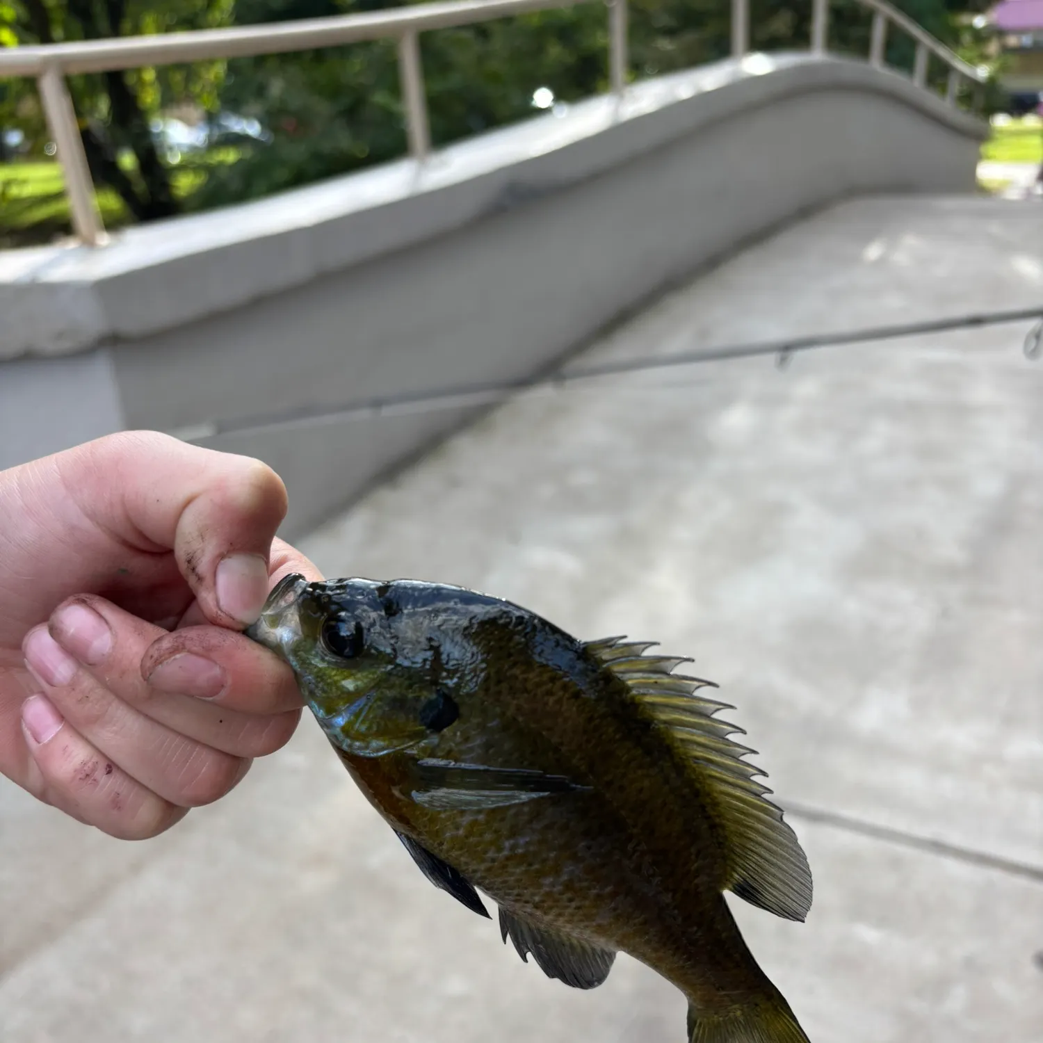 Bluegill caught on Fishbrain