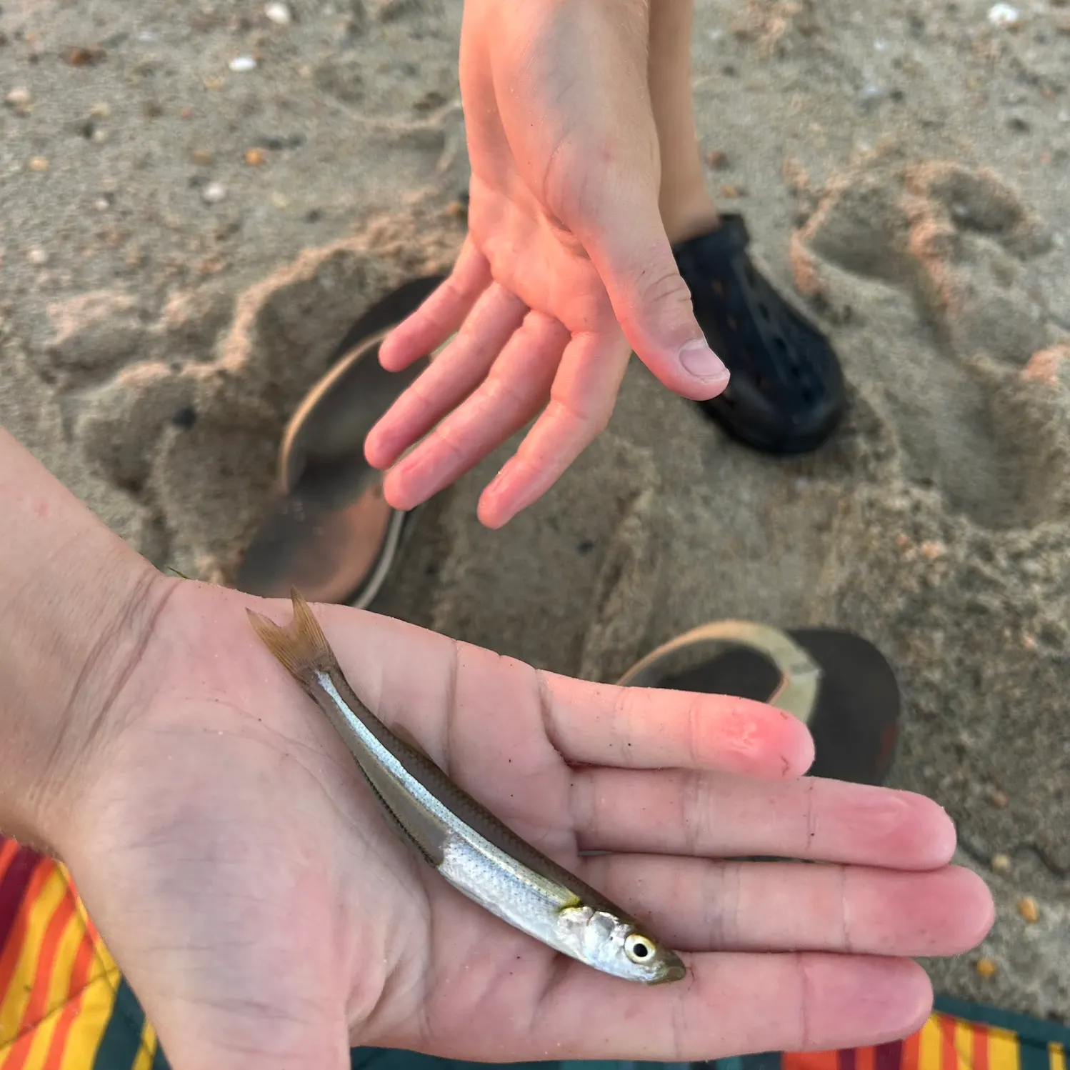 The most recent Round Scad catches on Fishbrain