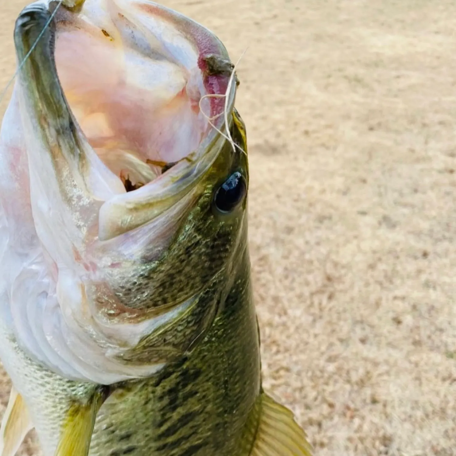 The most popular recent Guadalupe bass catch on Fishbrain