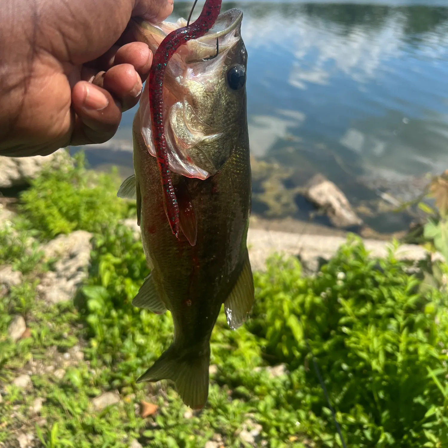 Largemouth bass caught on Fishbrain