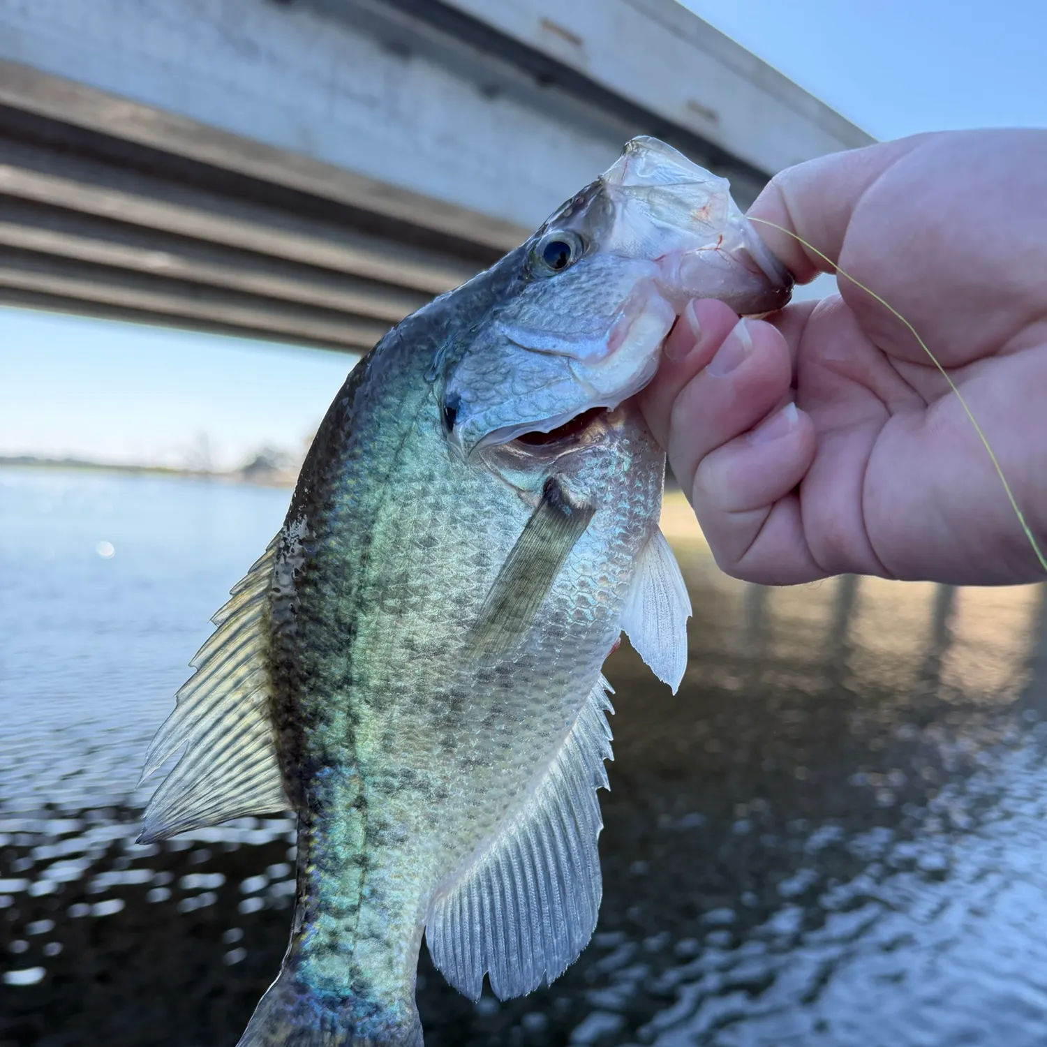 White crappie caught on Fishbrain