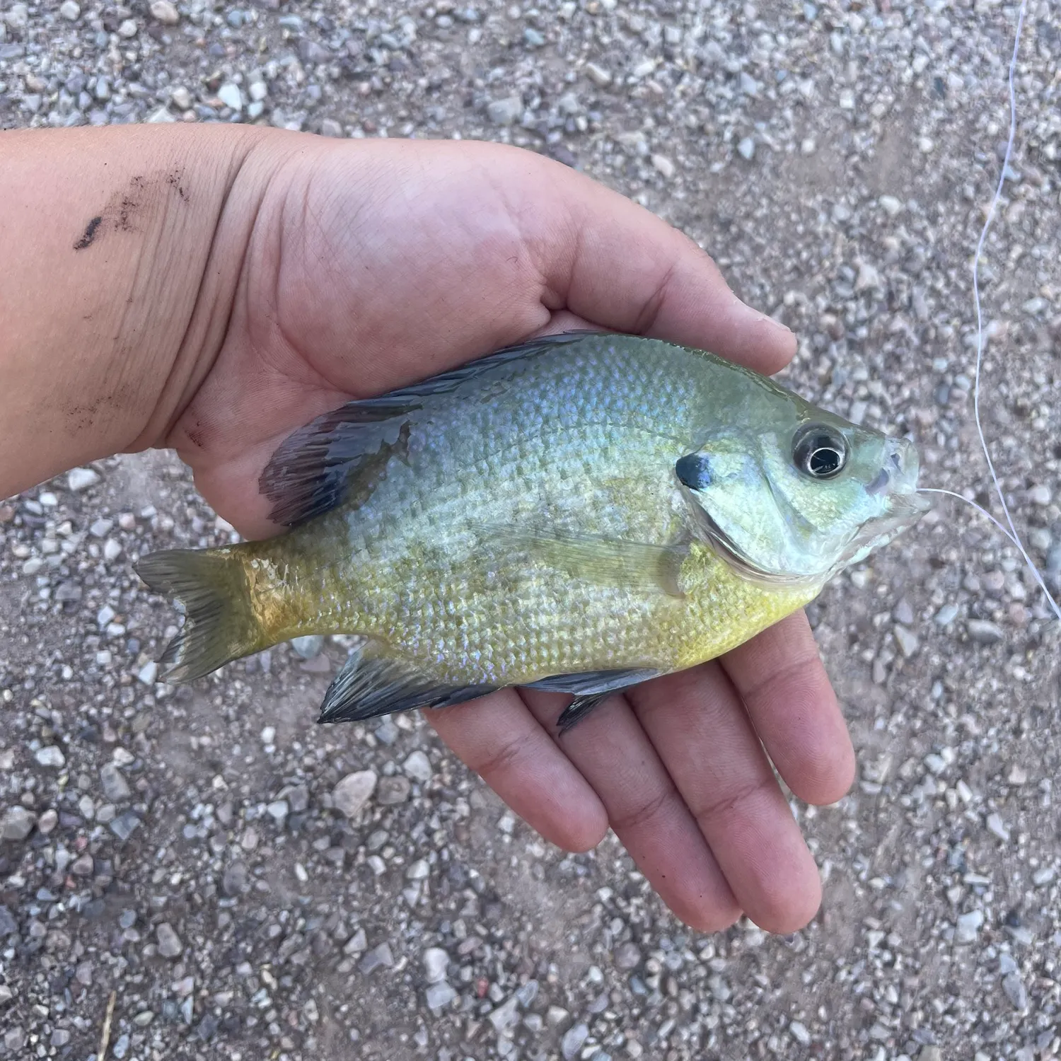 Bluegill caught on Fishbrain