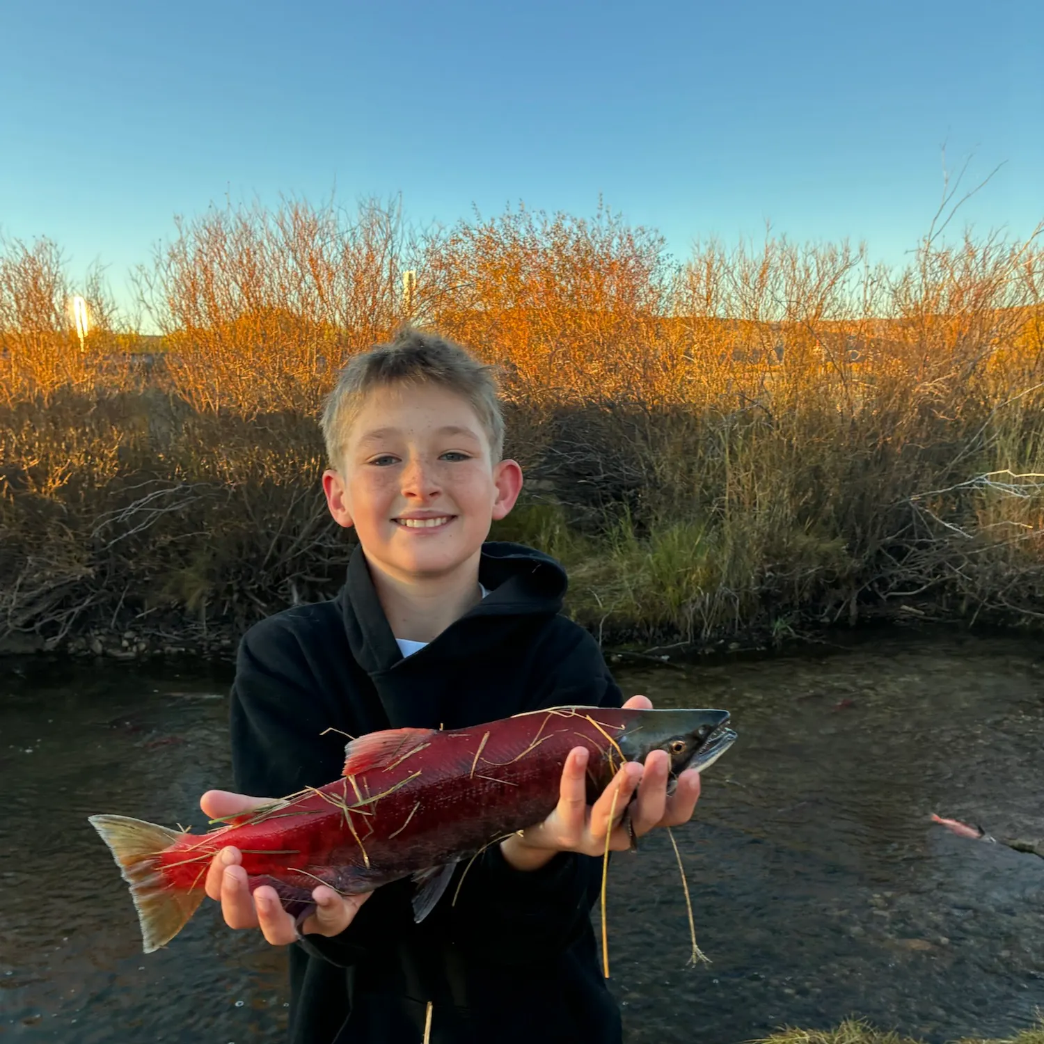 Sockeye salmon caught on Fishbrain