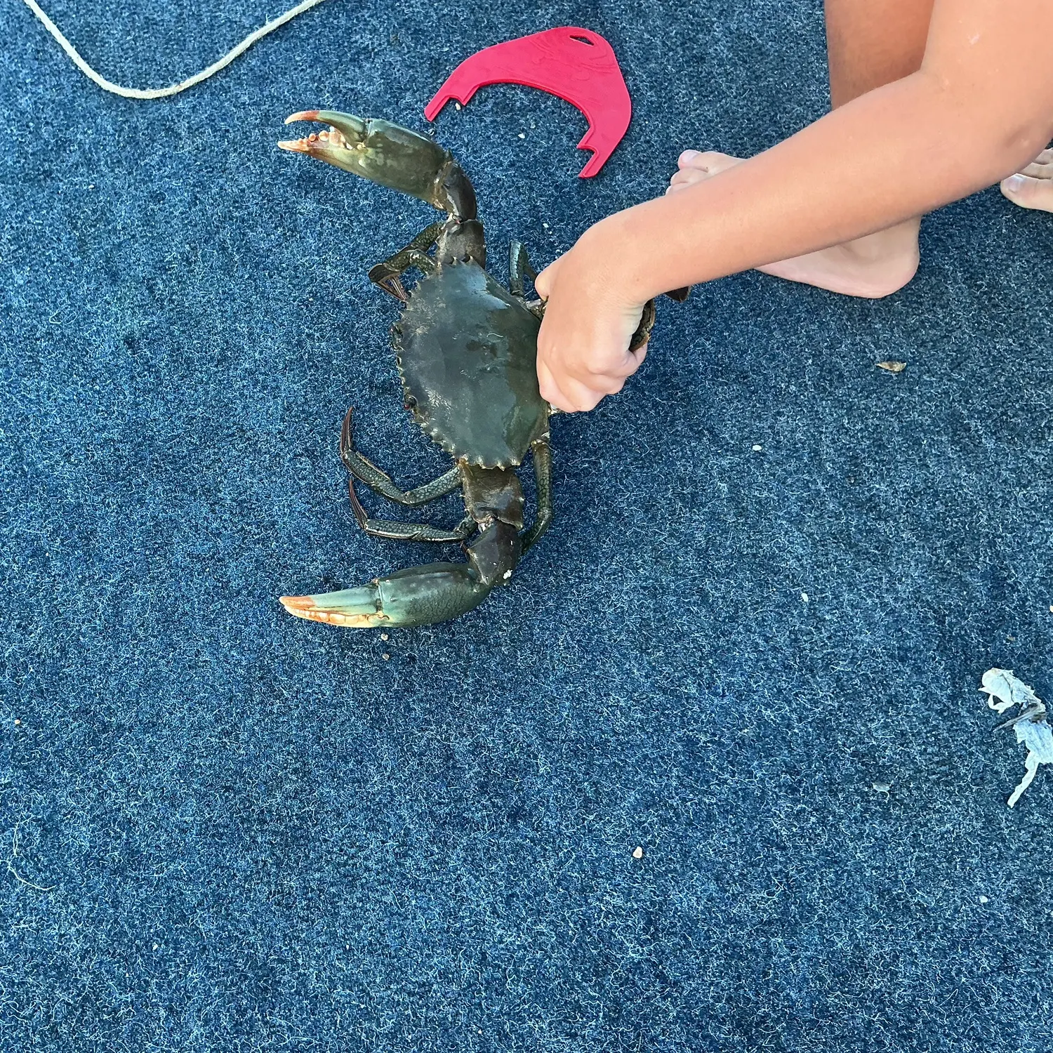 The most recent Giant mud crab catches on Fishbrain