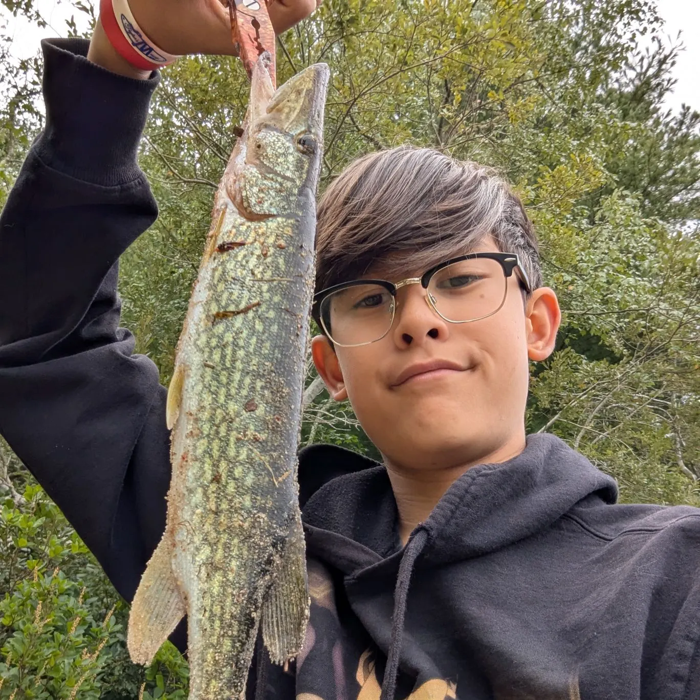 Chain pickerel caught on Fishbrain