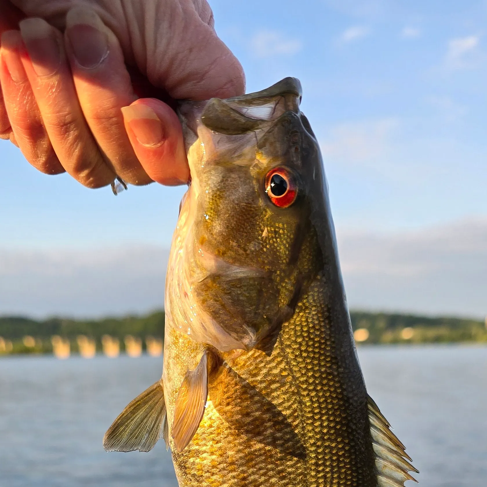 The most recent Smallmouth bass catches on Fishbrain